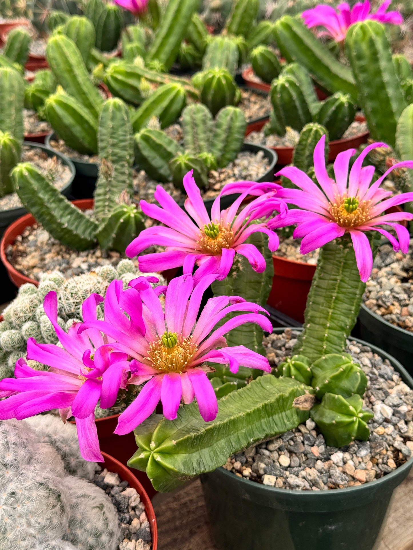 Echinocereus morricalli 6"