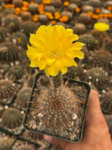 Lobivia áurea sierragrandesis