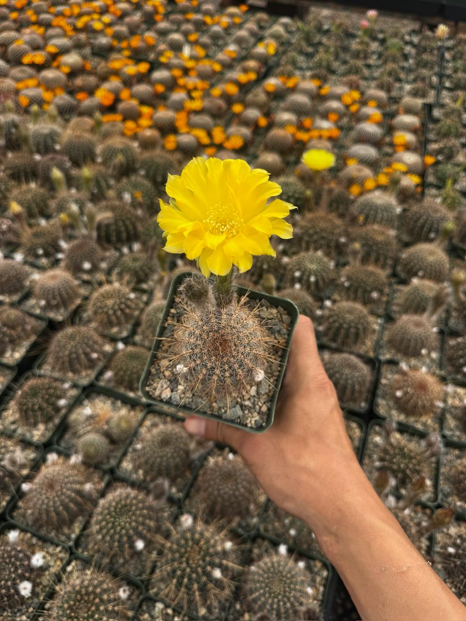 Lobivia áurea sierragrandesis