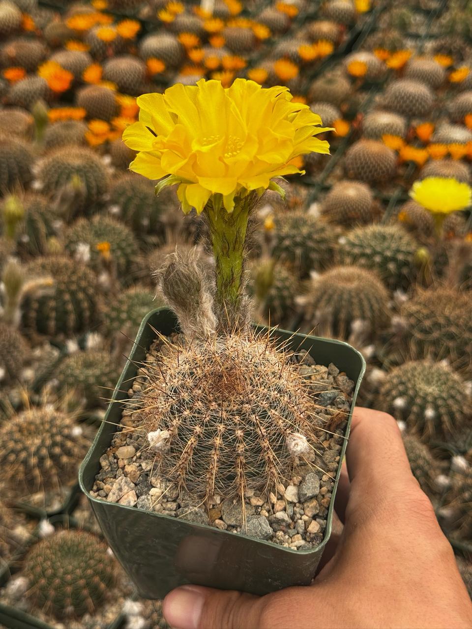 Lobivia áurea sierragrandesis