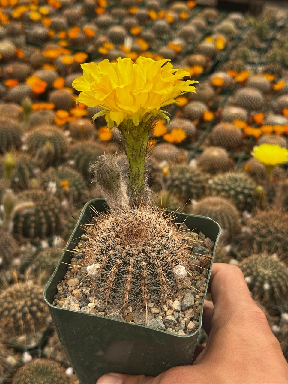 Lobivia áurea sierragrandesis