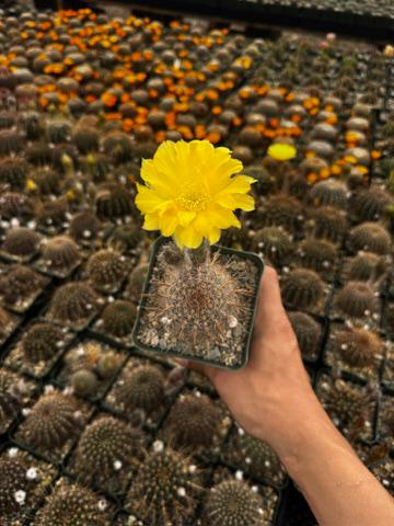 Lobivia áurea sierragrandesis