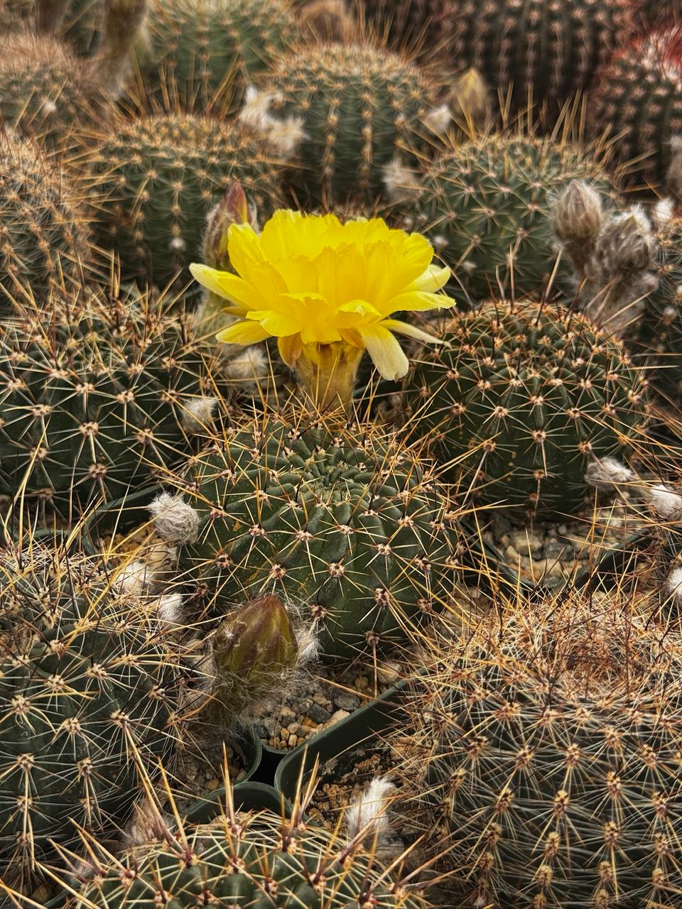 Lobivia áurea sierragrandesis