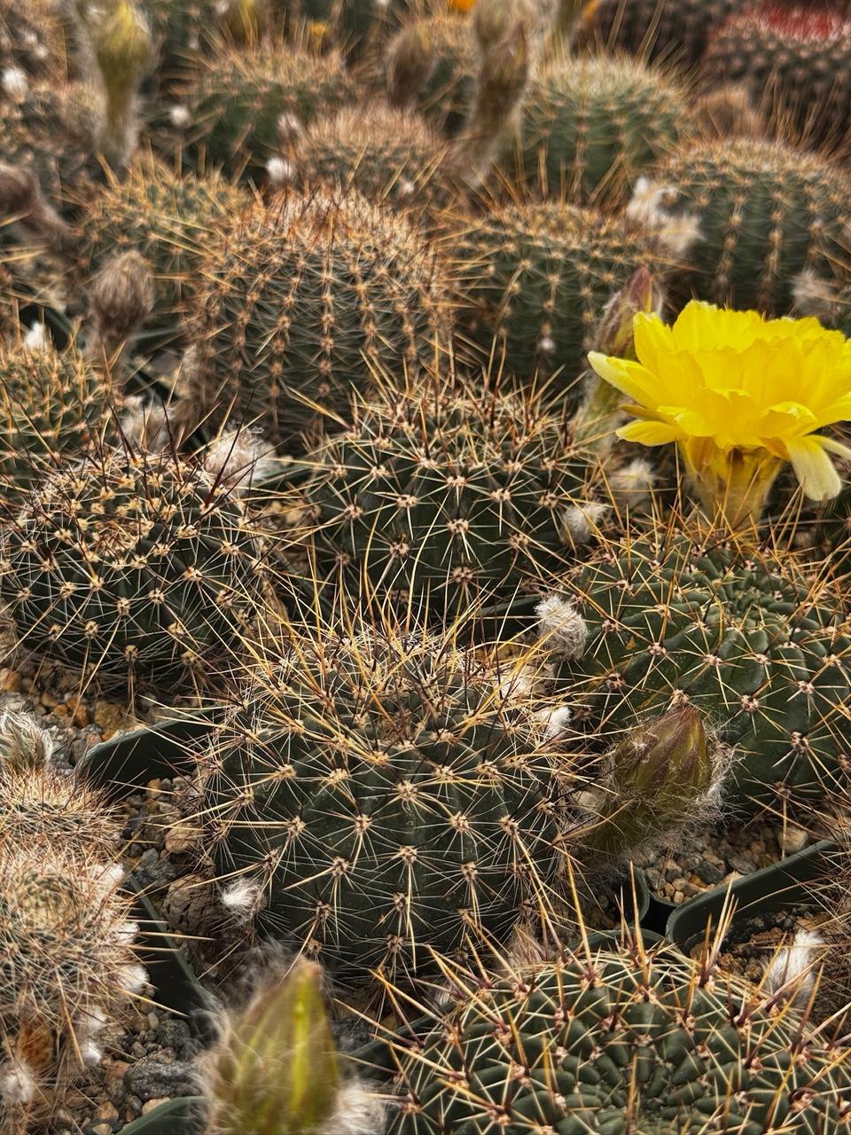 Lobivia áurea sierragrandesis