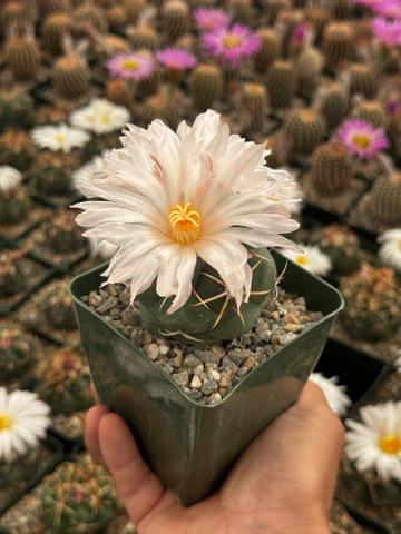 Thelocactus lloydii