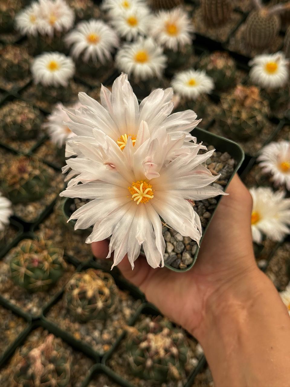 Thelocactus lloydii