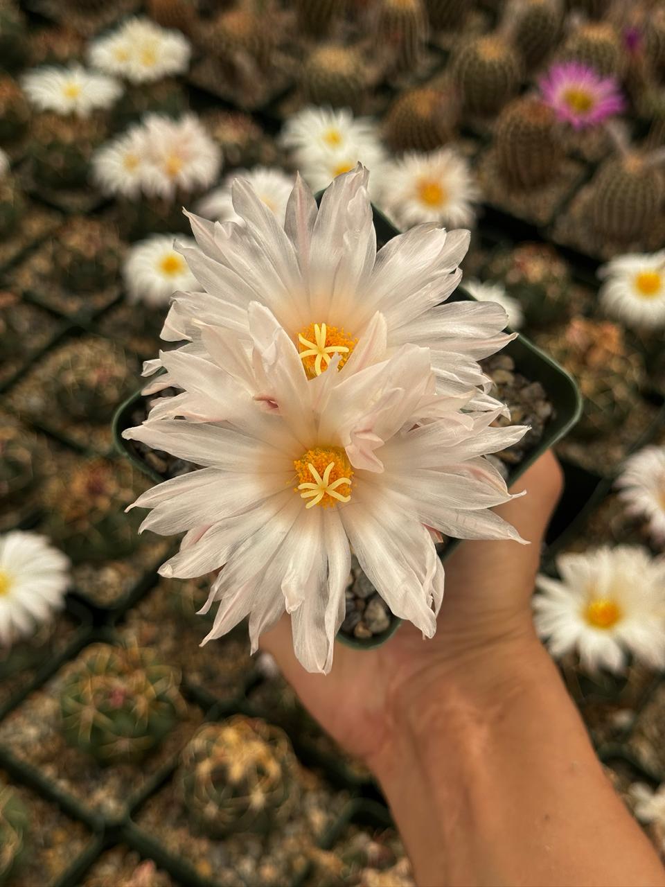 Thelocactus lloydii