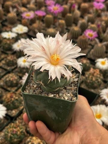 Thelocactus lloydii