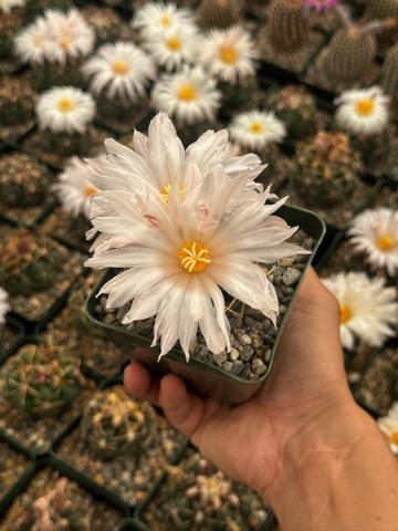 Thelocactus lloydii