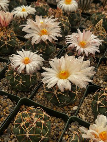 Thelocactus lloydii