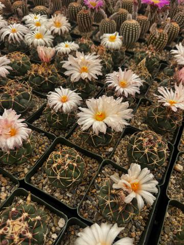 Thelocactus lloydii