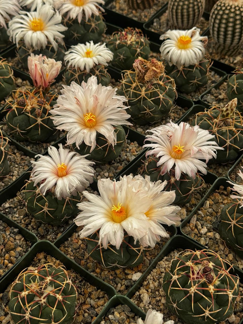 Thelocactus lloydii