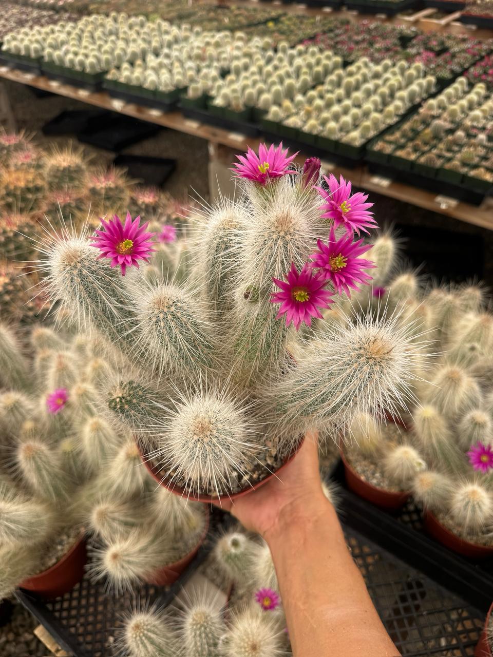 Echinocereus rayonesensis cluster 6”