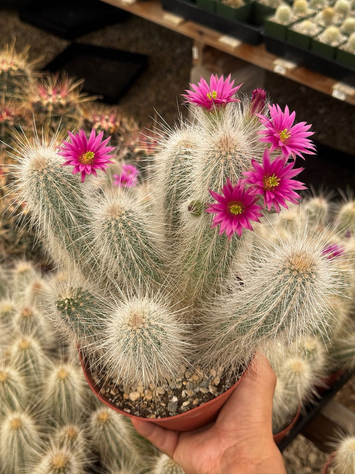 Echinocereus rayonesensis cluster 6”