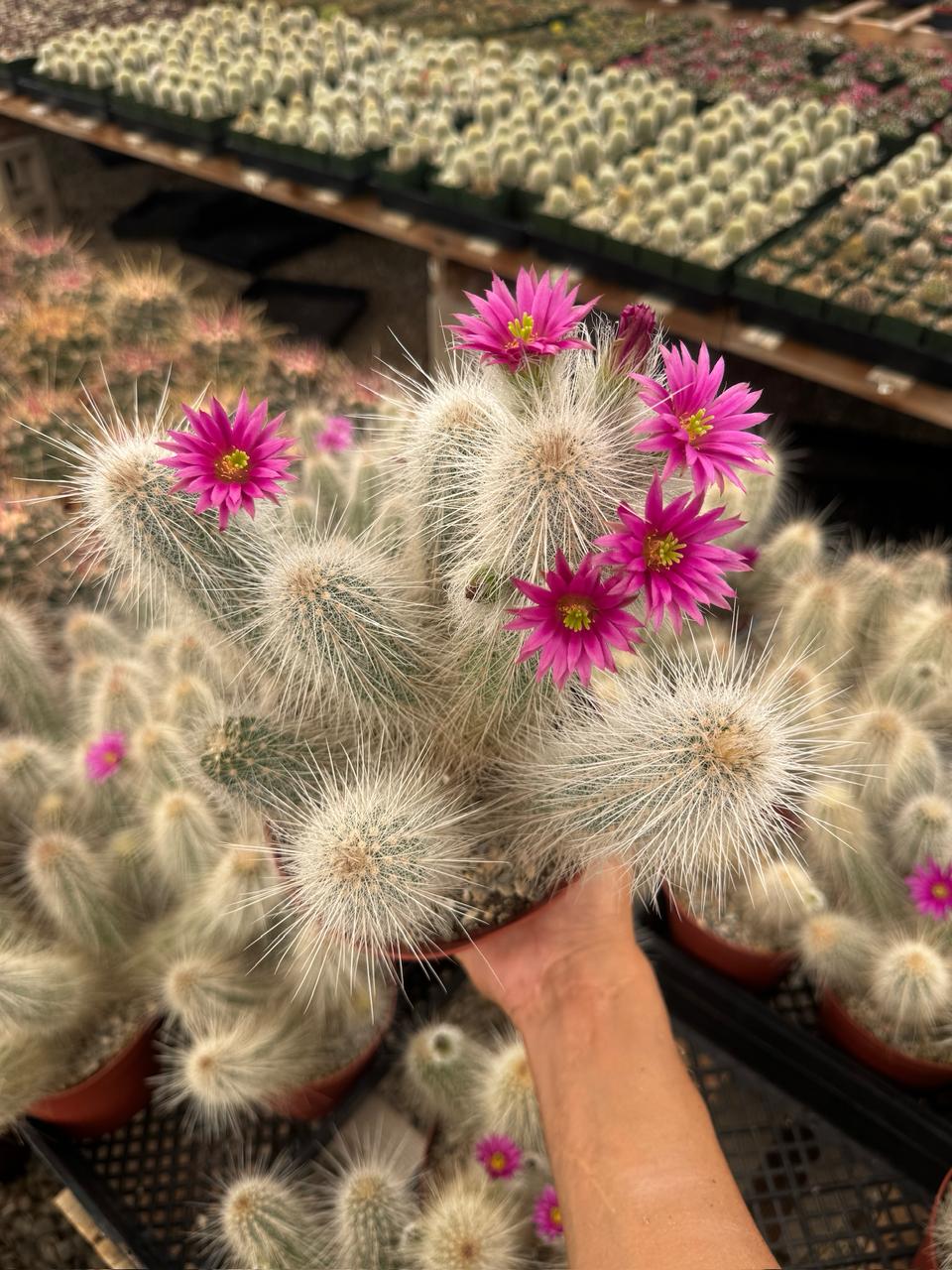 Echinocereus rayonesensis cluster 6”