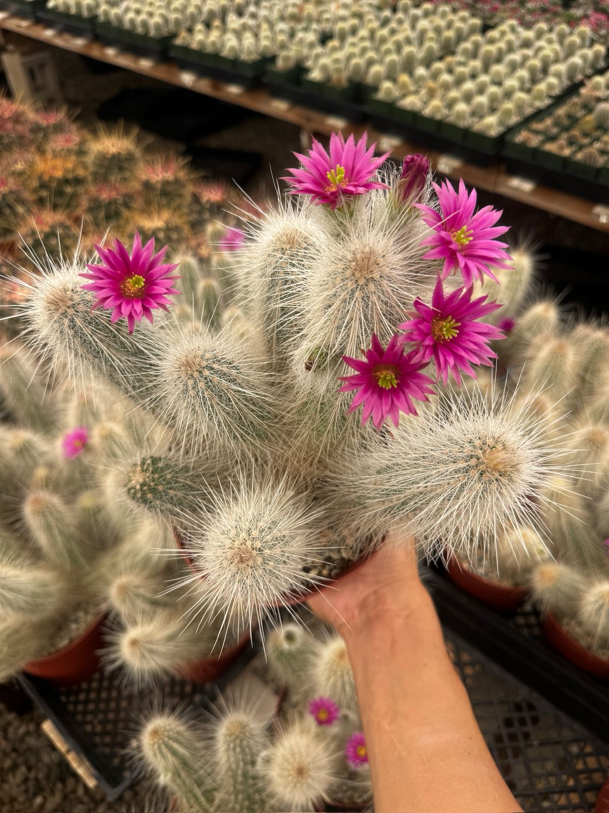 Echinocereus rayonesensis cluster 6”