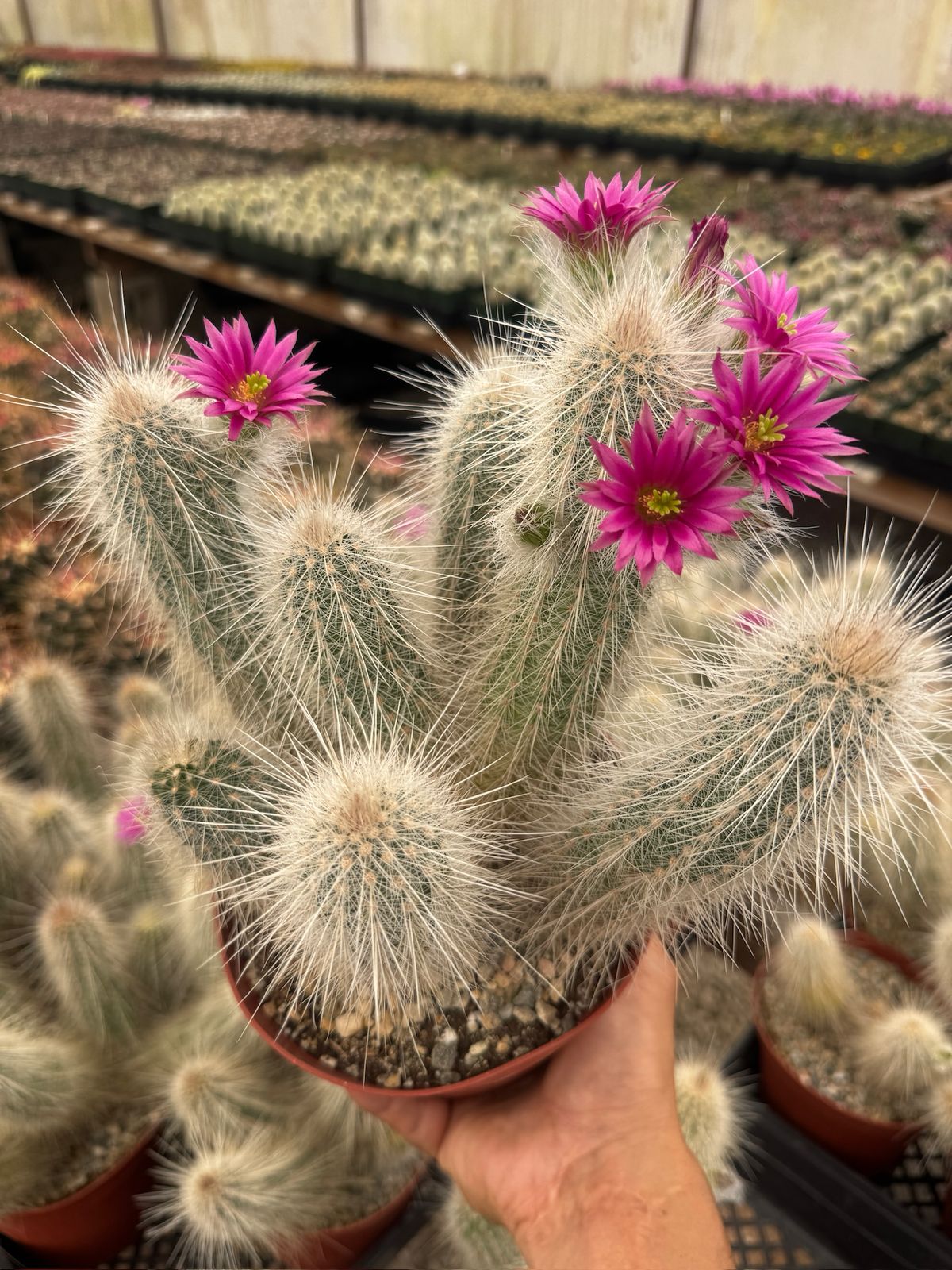 Echinocereus rayonesensis cluster 6”