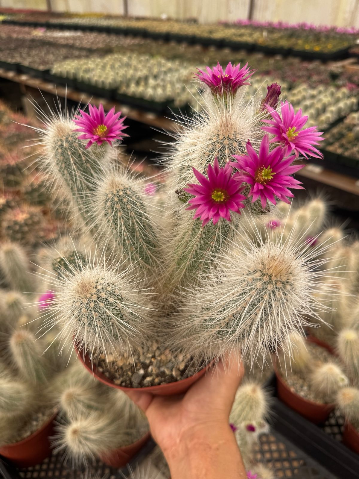 Echinocereus rayonesensis cluster 6”