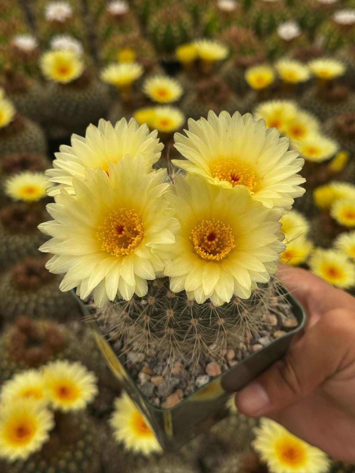 Notocactus agnetae