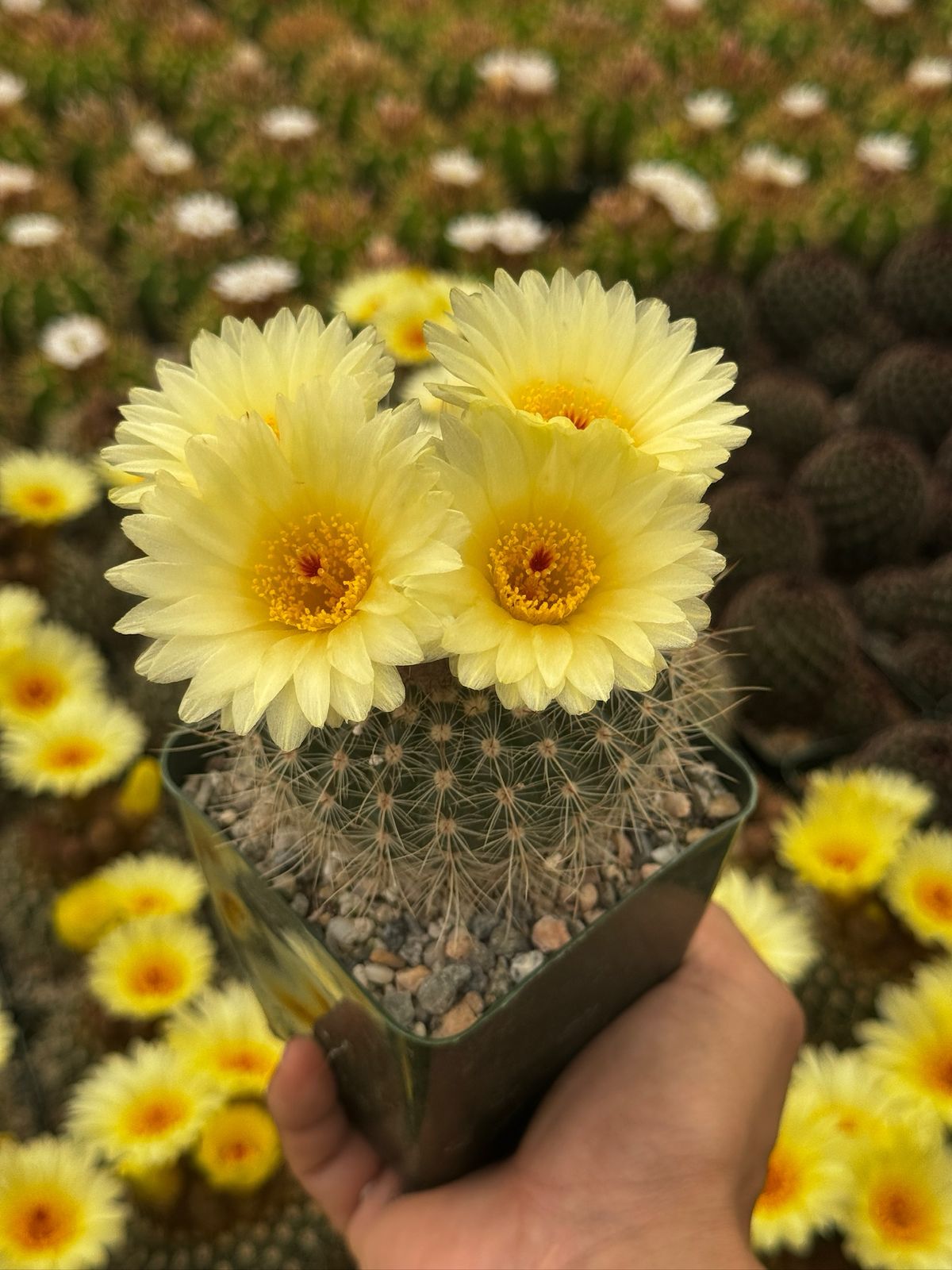 Notocactus agnetae