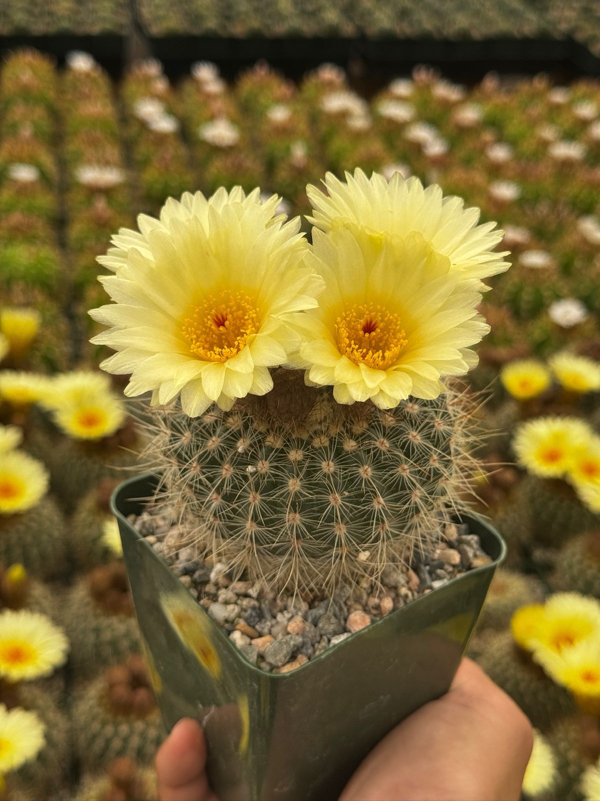 Notocactus agnetae