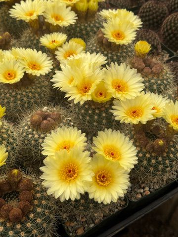 Notocactus agnetae