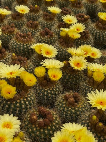 Notocactus agnetae