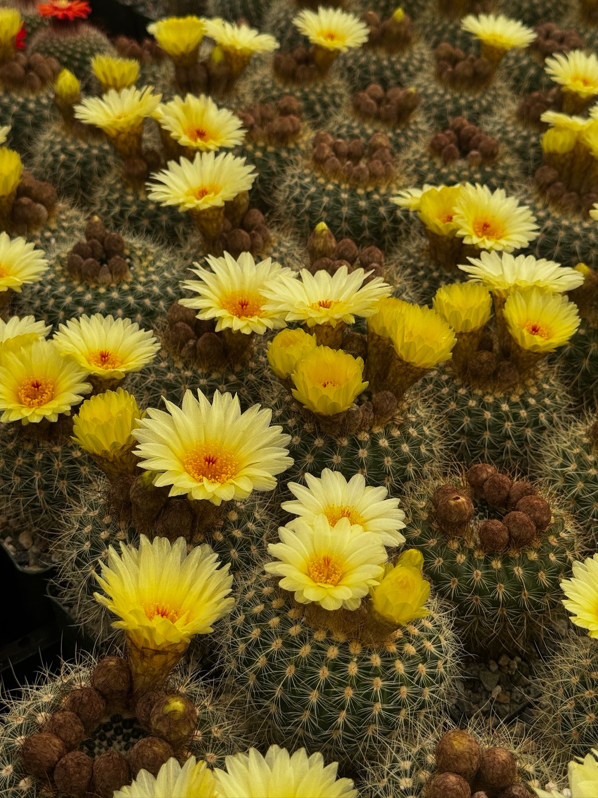 Notocactus agnetae