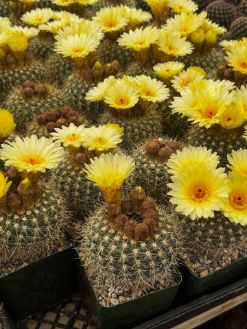 Notocactus agnetae
