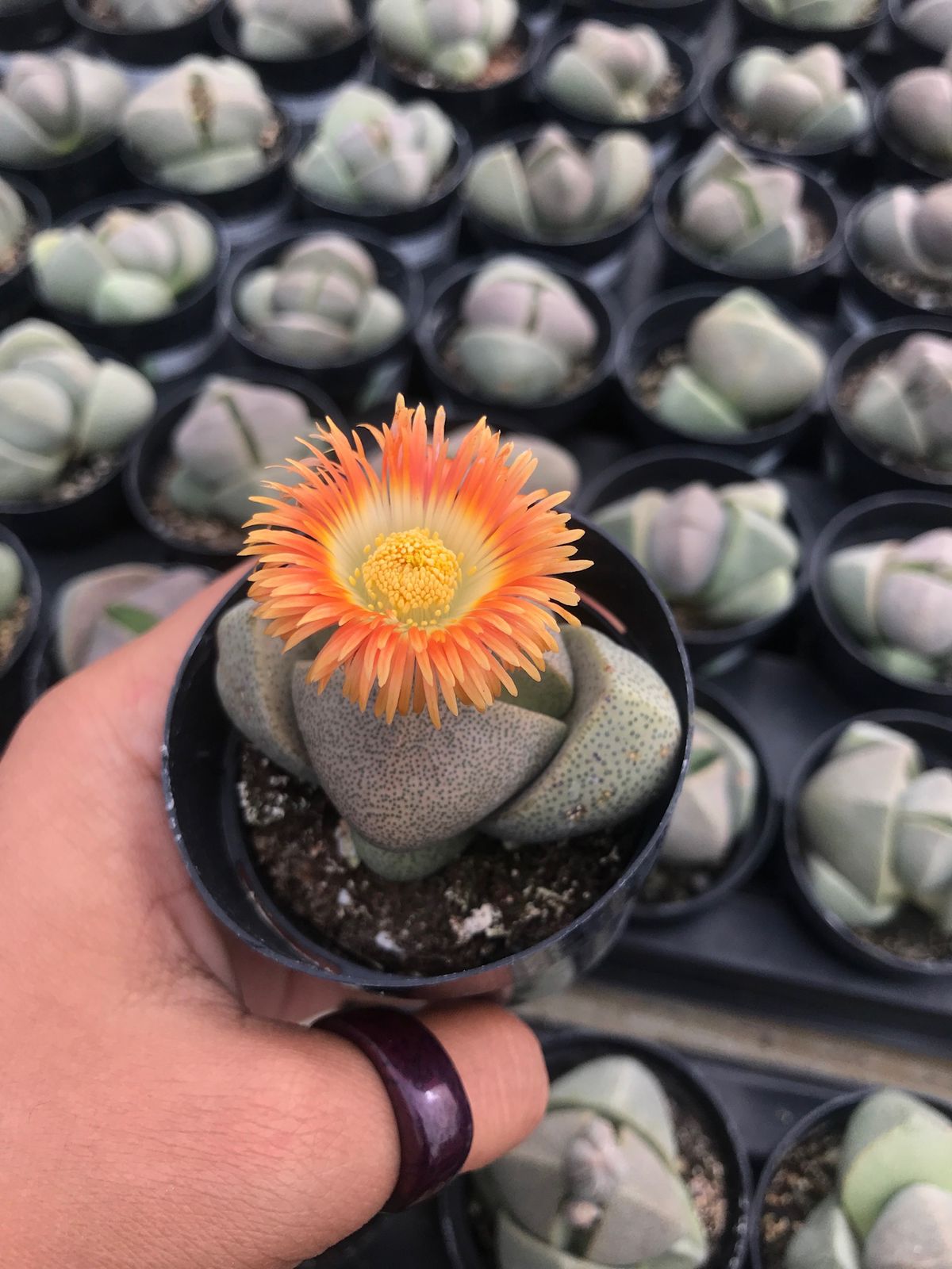 Pleiospilos Nelli