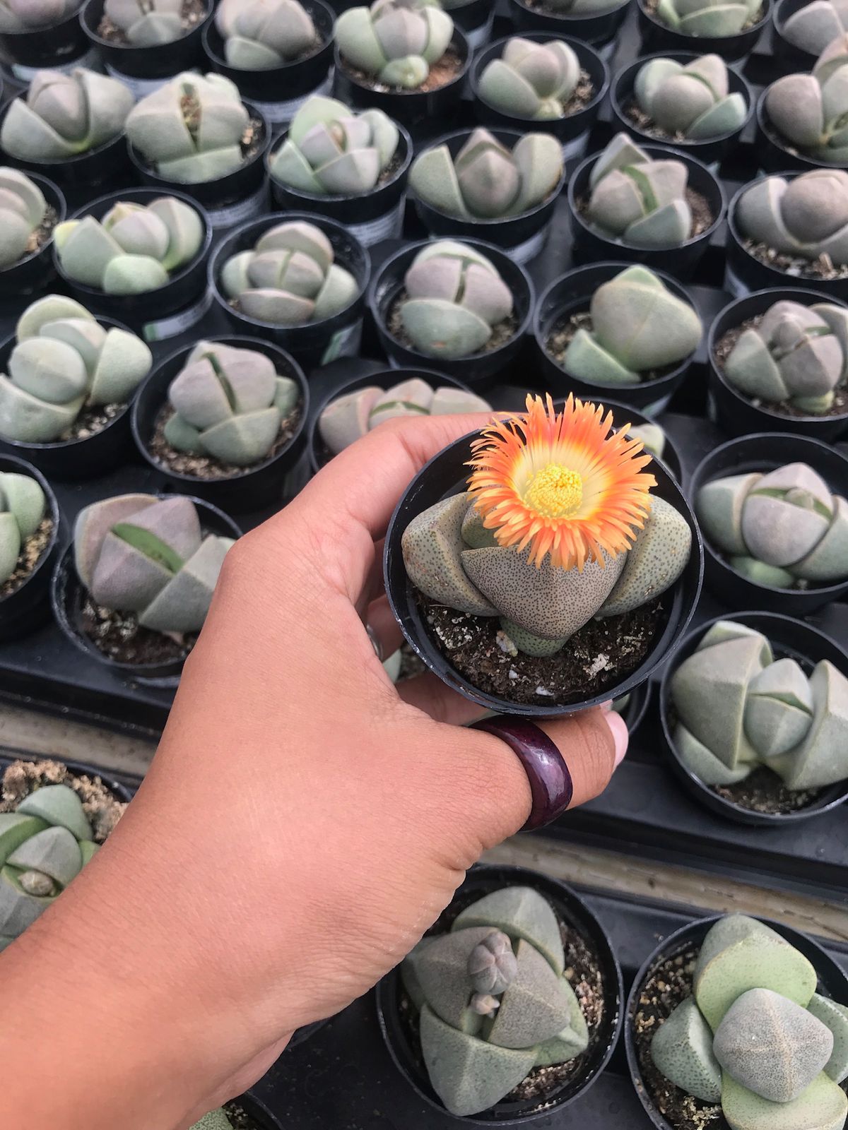Pleiospilos Nelli