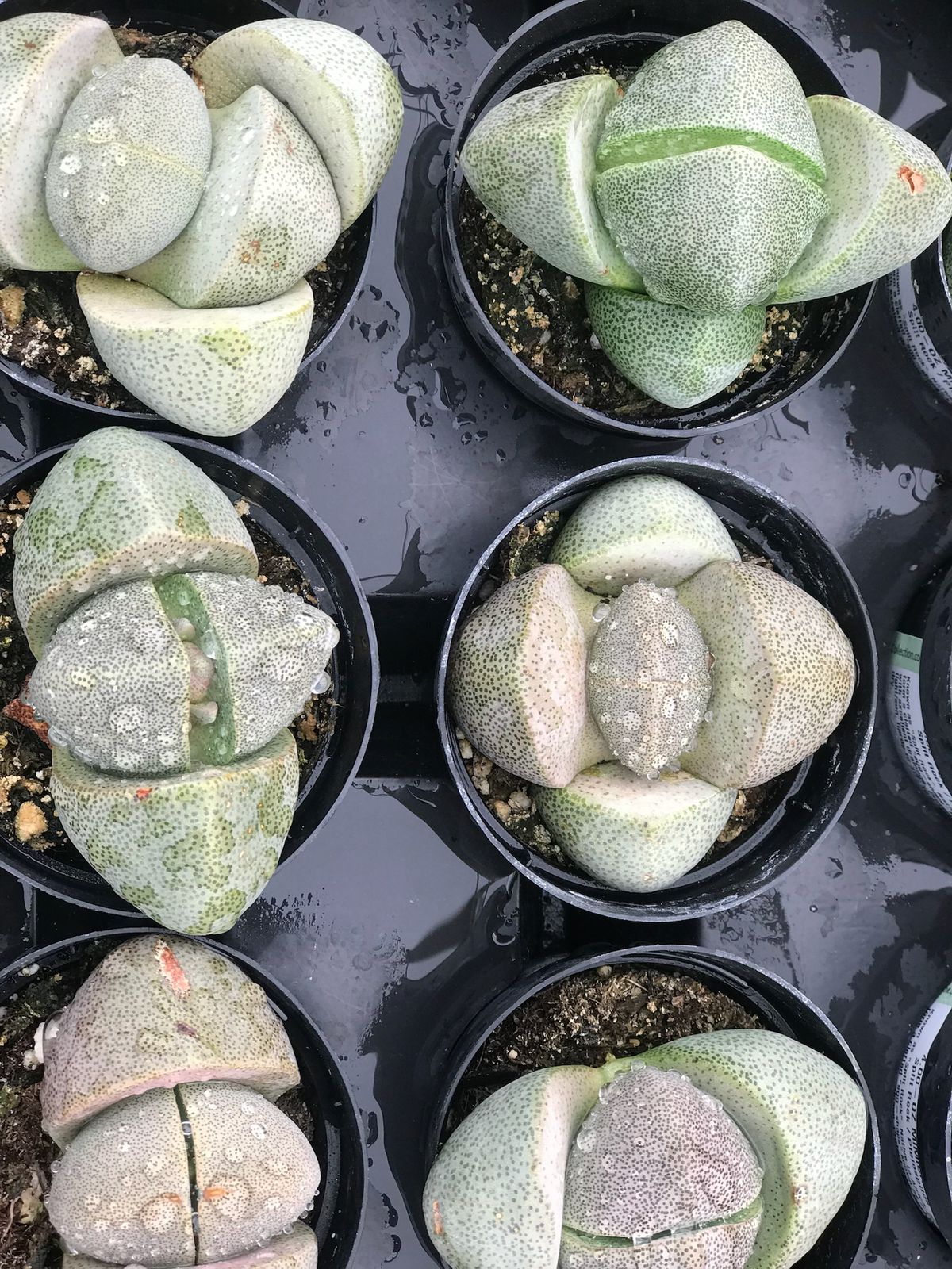 Pleiospilos Nelli