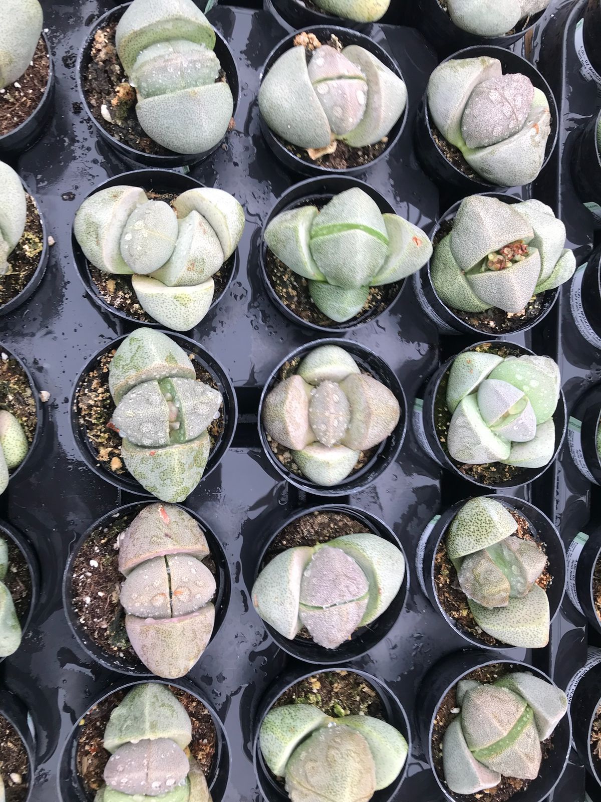 Pleiospilos Nelli