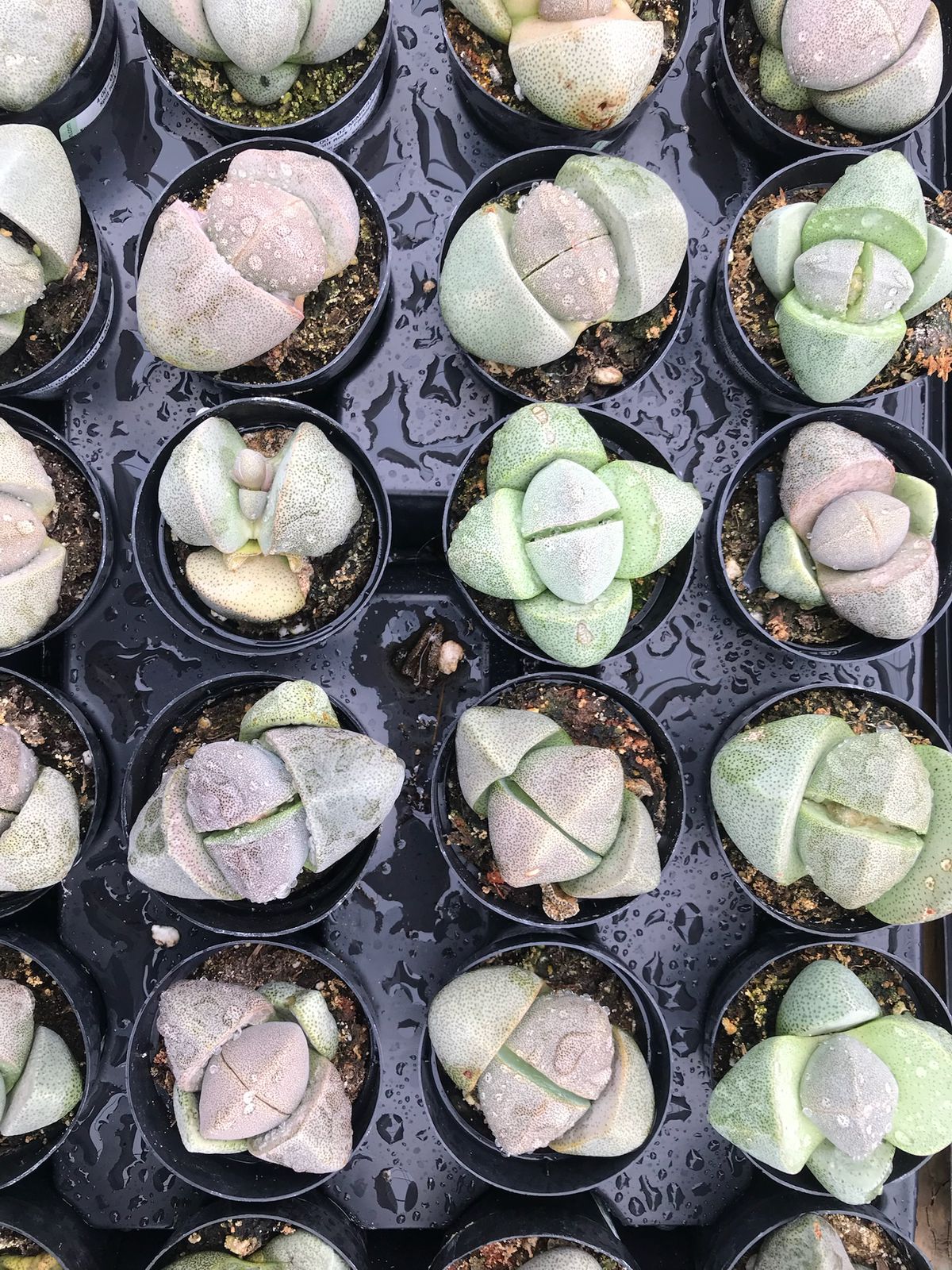 Pleiospilos Nelli