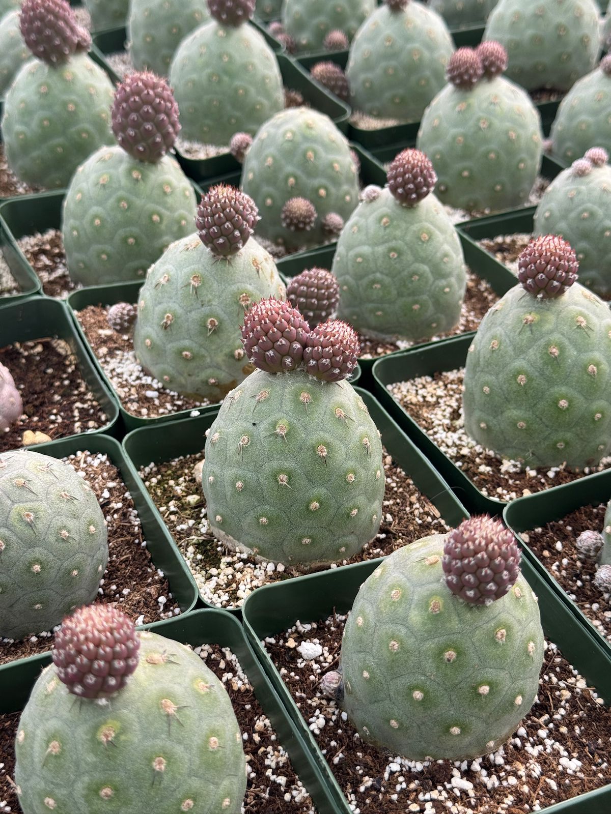 Tephrocactus geometricus