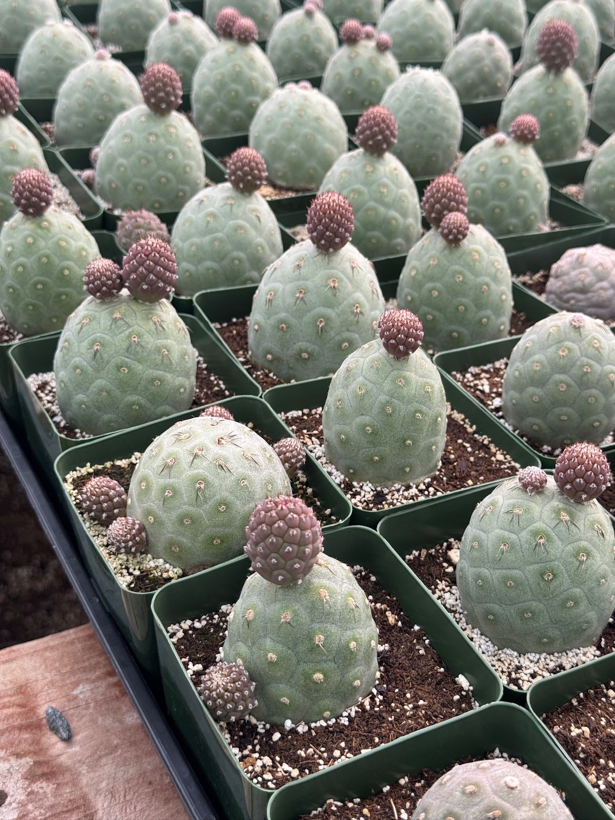 Tephrocactus geometricus