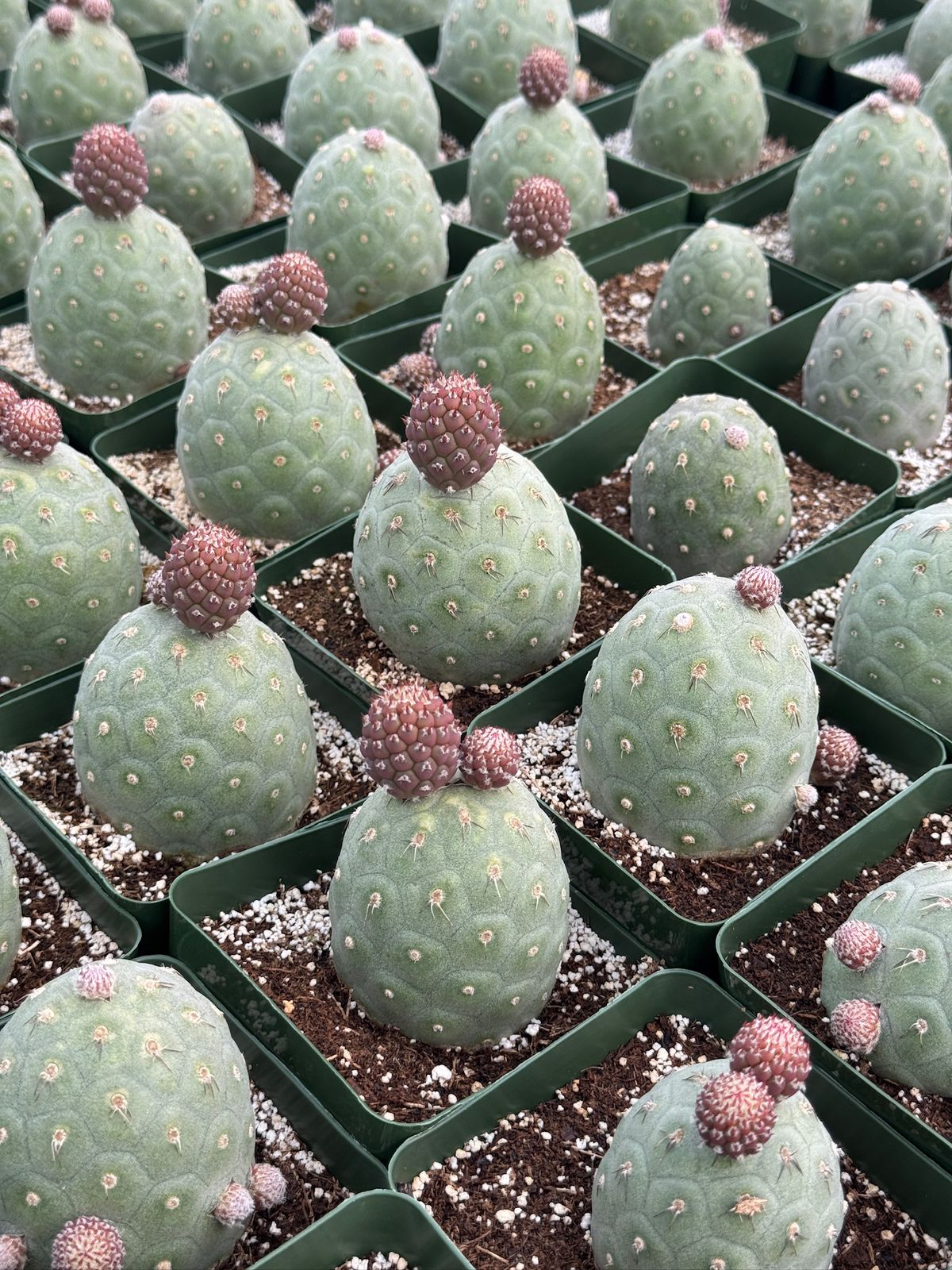 Tephrocactus geometricus