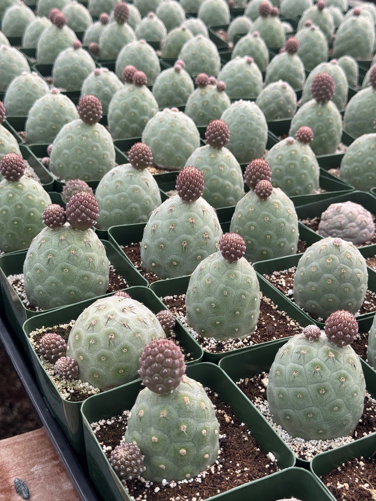 Tephrocactus geometricus