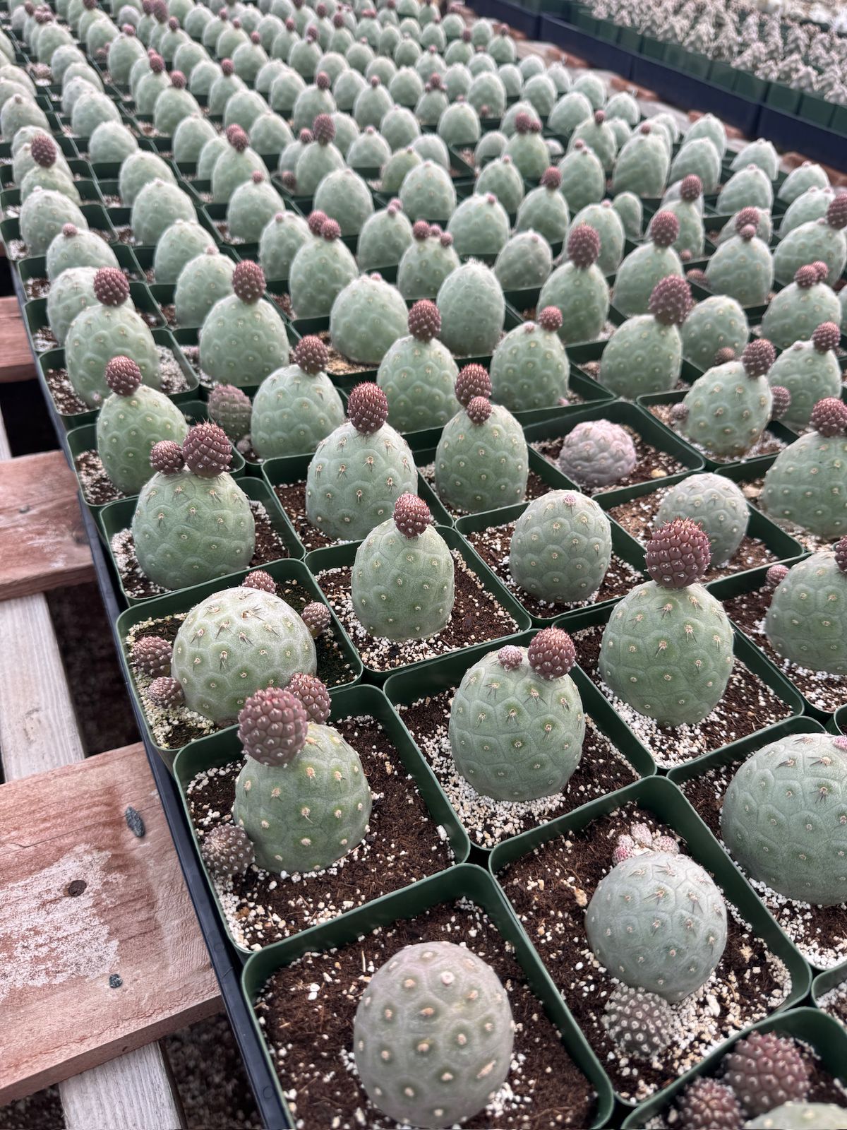 Tephrocactus geometricus