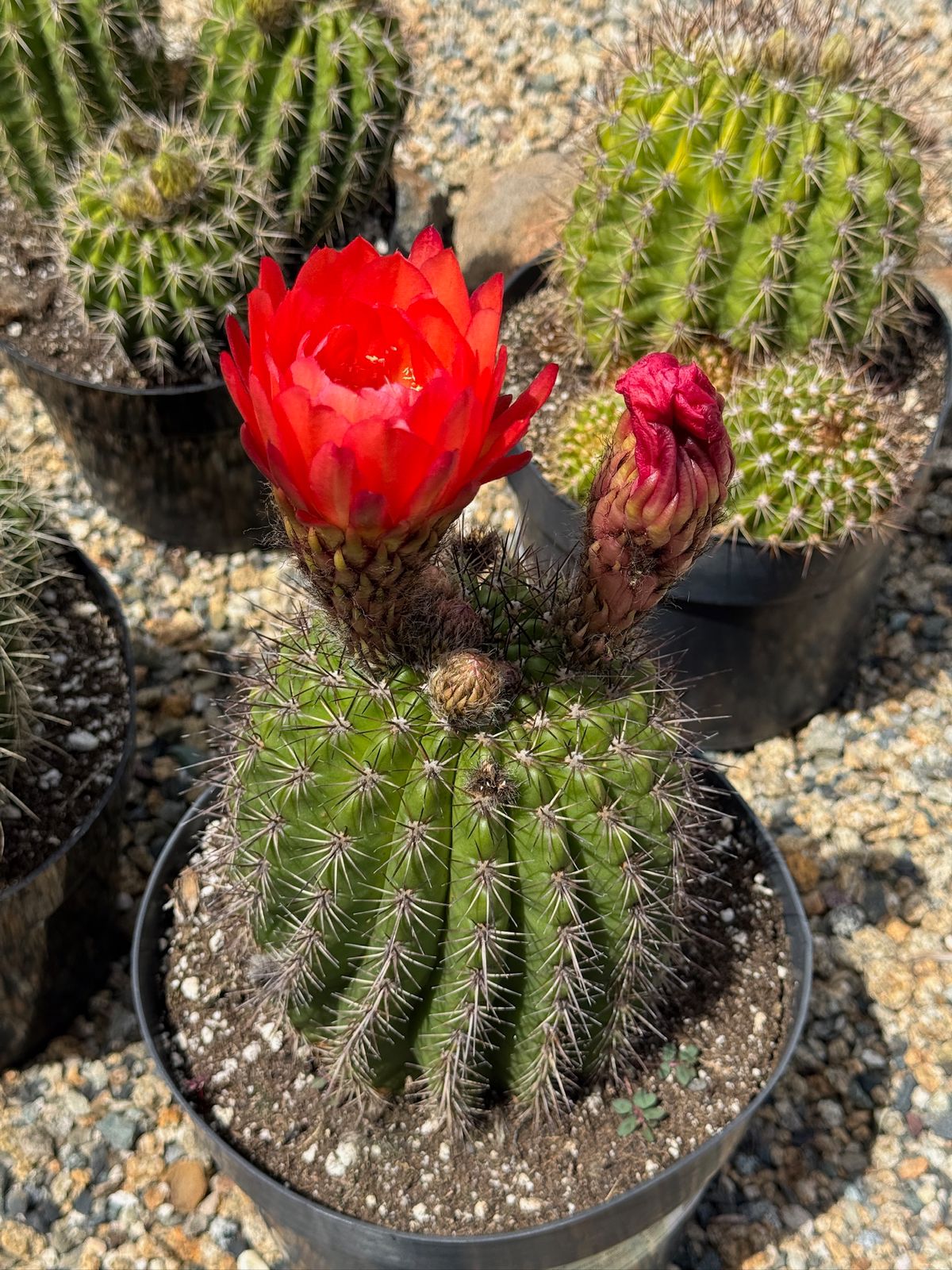 Trichocereus Grandiflorus hibrido 8"