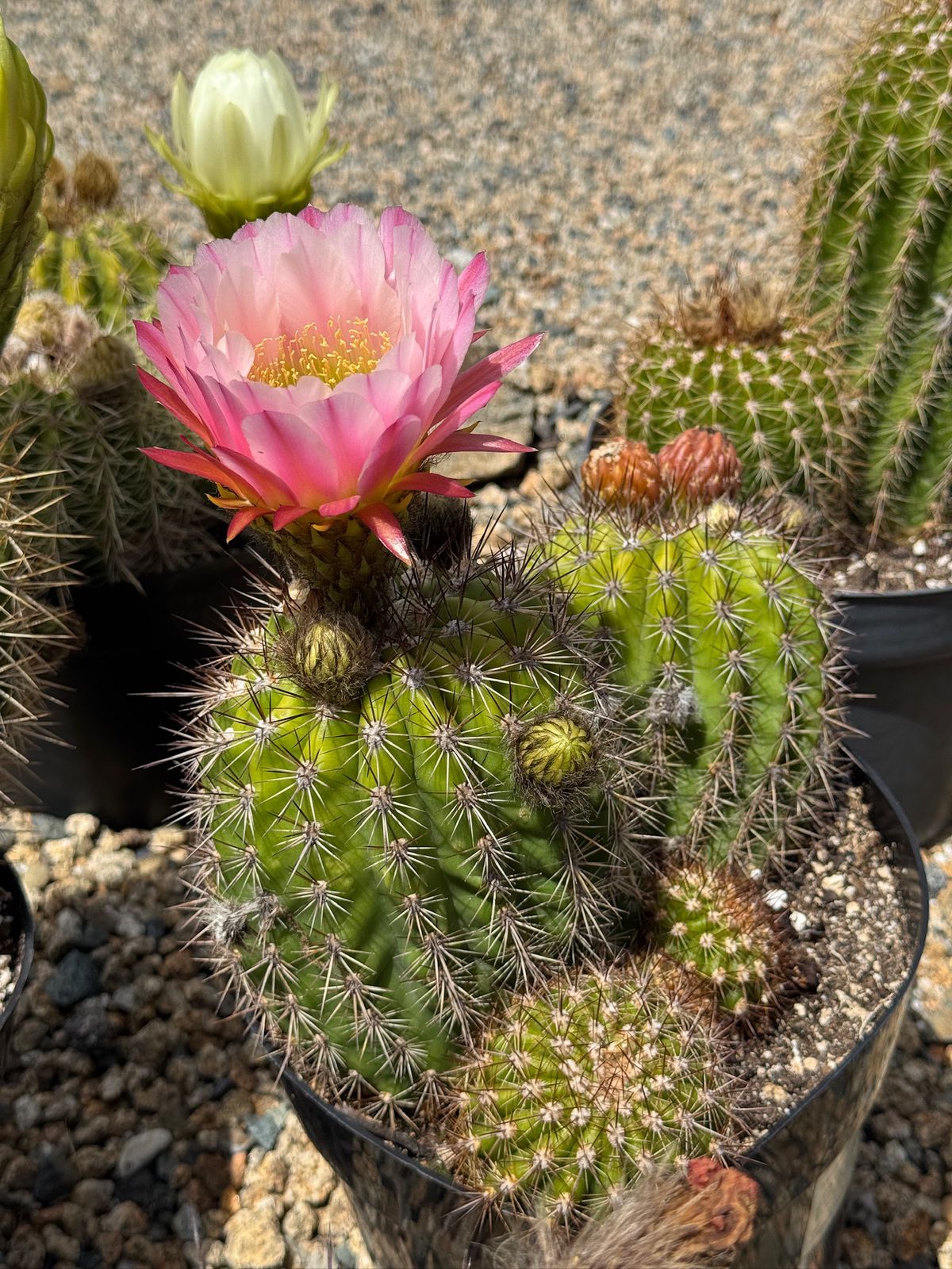 Trichocereus Grandiflorus hibrido 8"