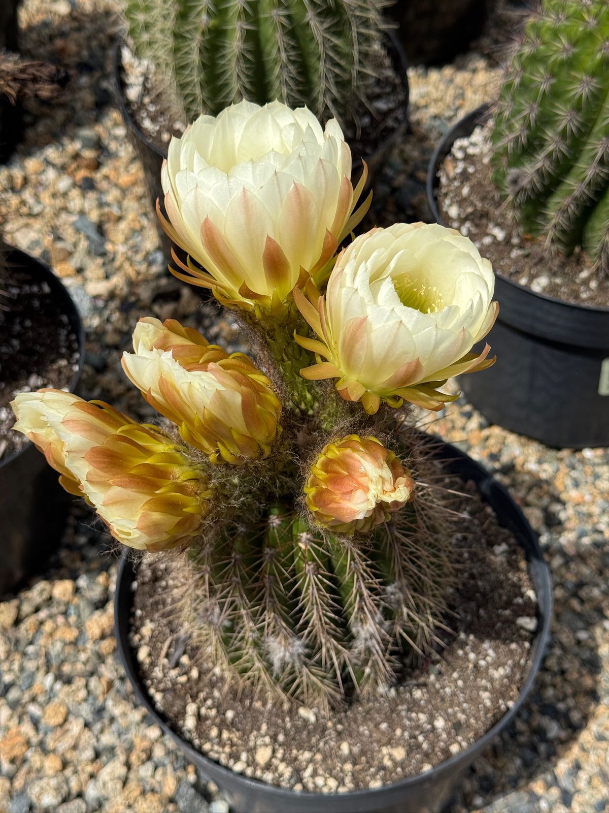 Trichocereus Grandiflorus hibrido 8"