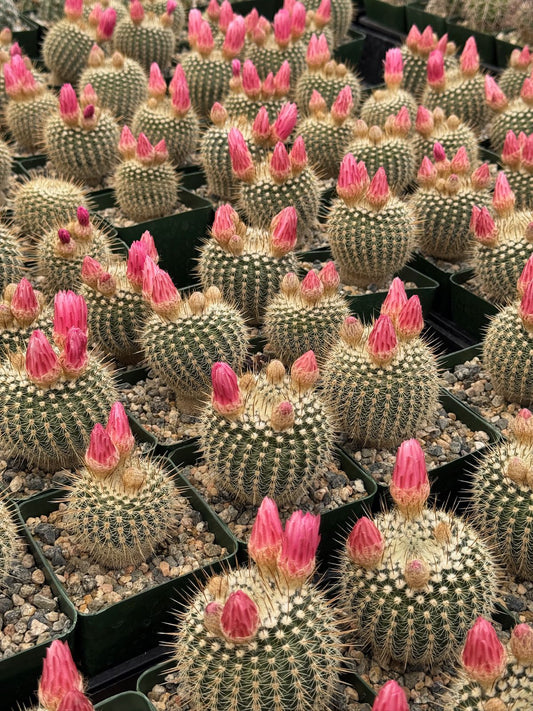 Notocactus gutierrezii