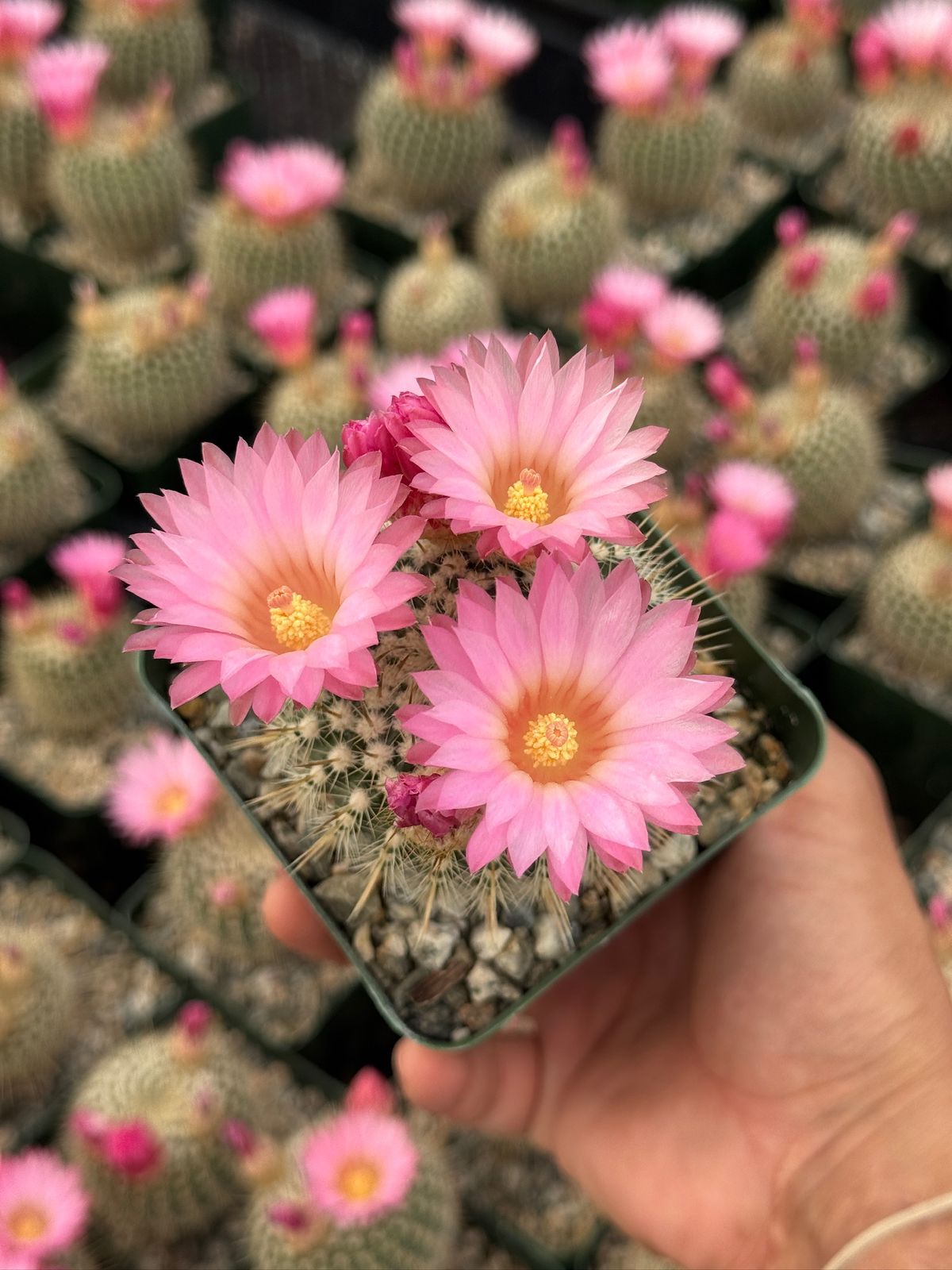 Notocactus gutierrezii
