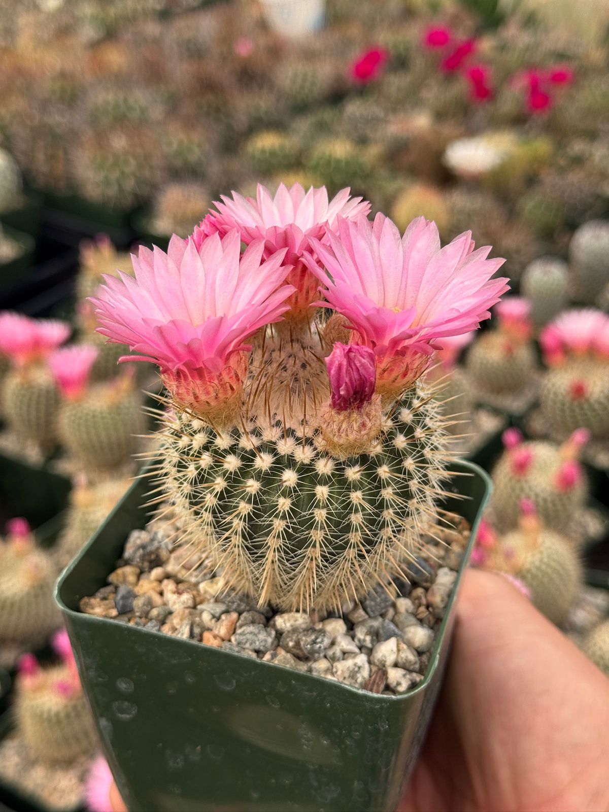 Notocactus gutierrezii