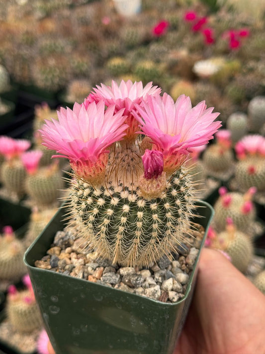 Notocactus gutierrezii
