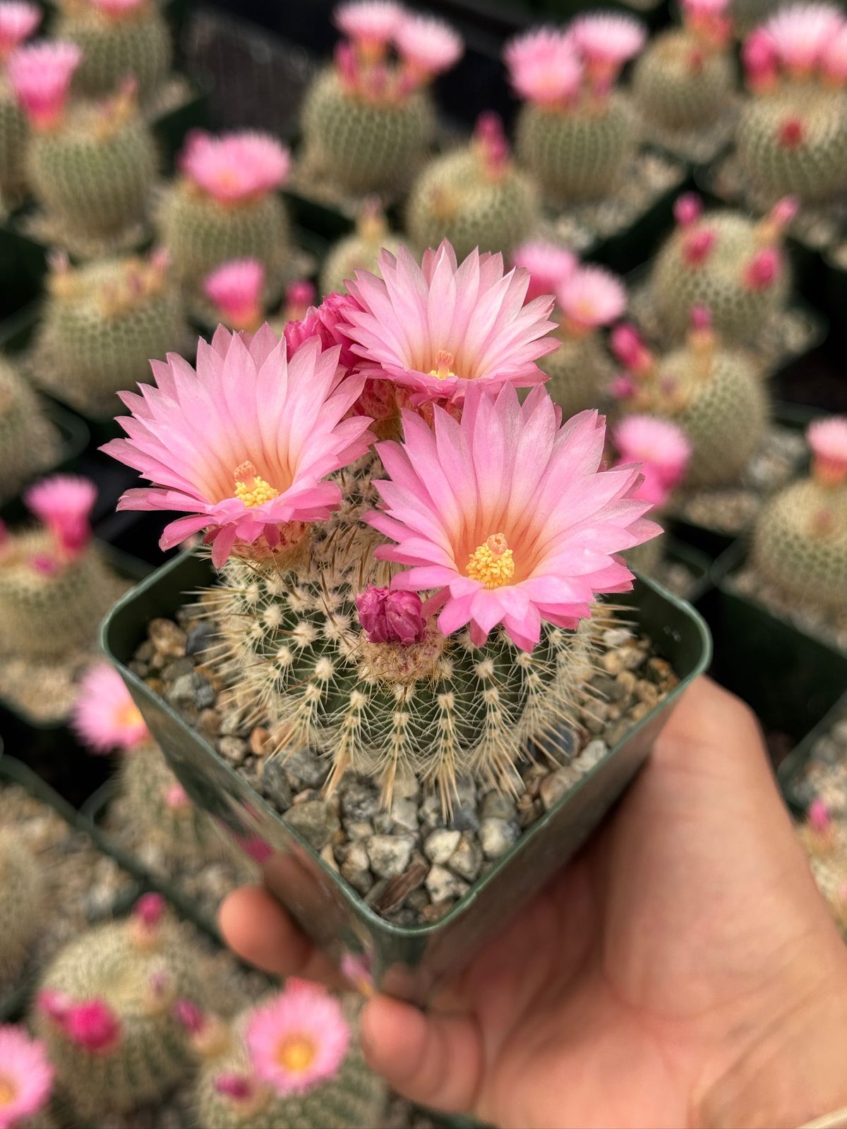 Notocactus gutierrezii