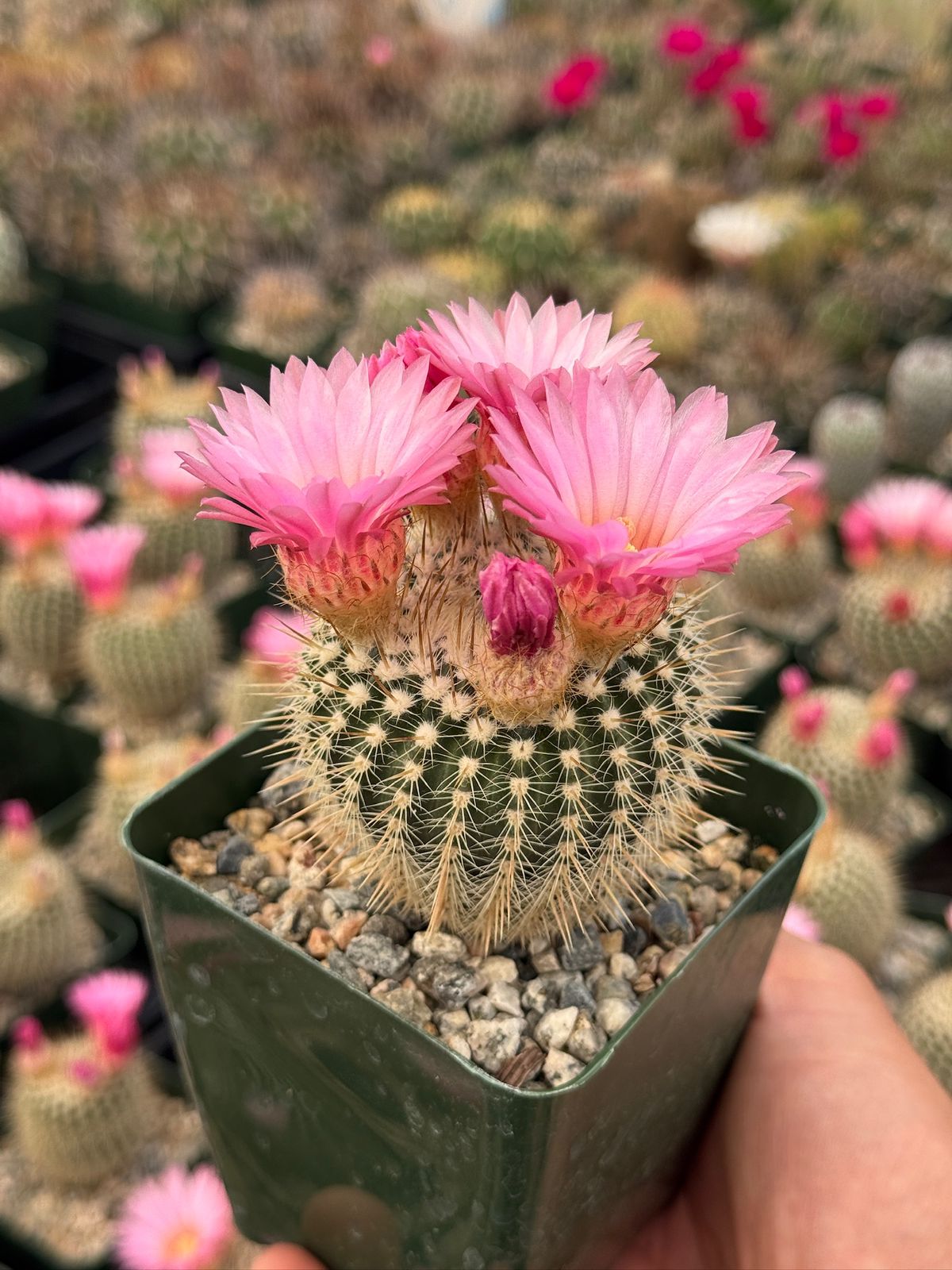 Notocactus gutierrezii