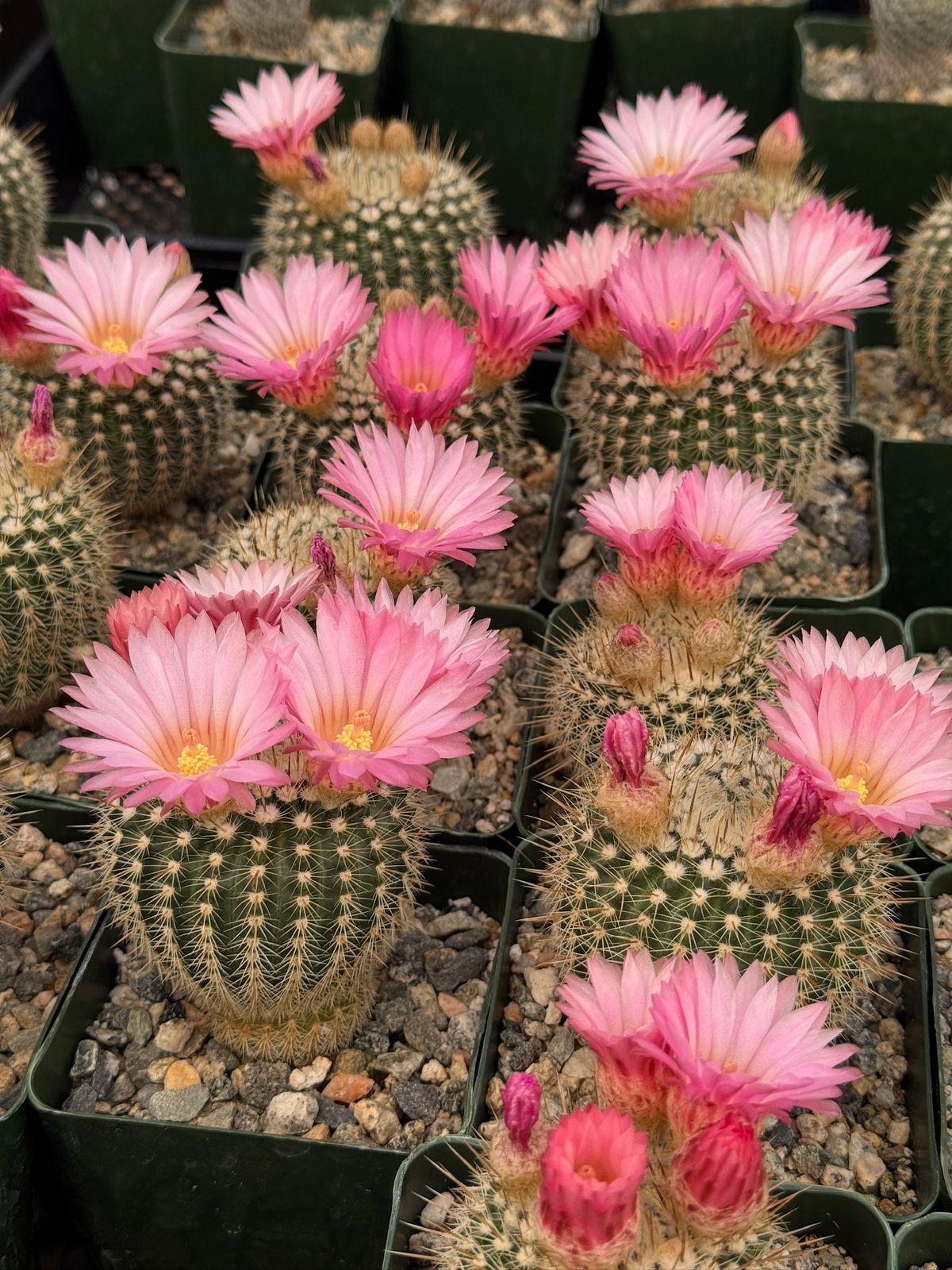 Notocactus gutierrezii