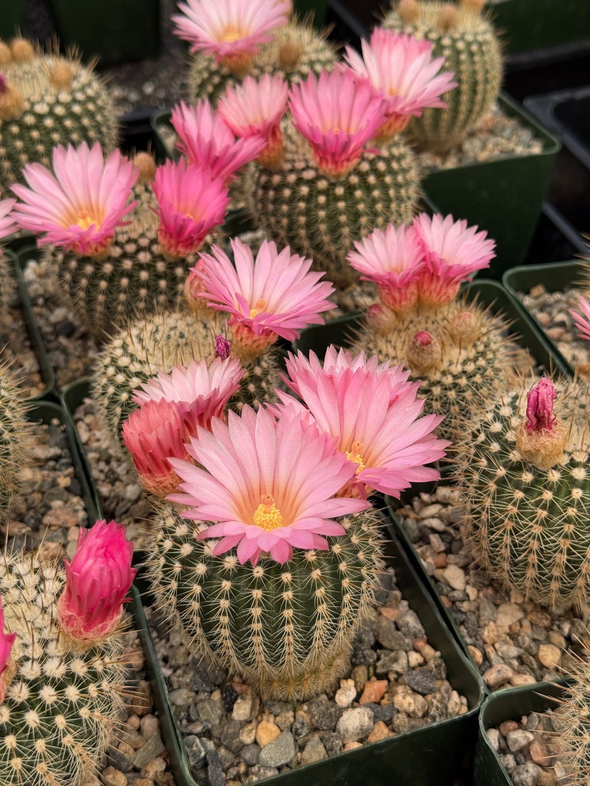 Notocactus gutierrezii